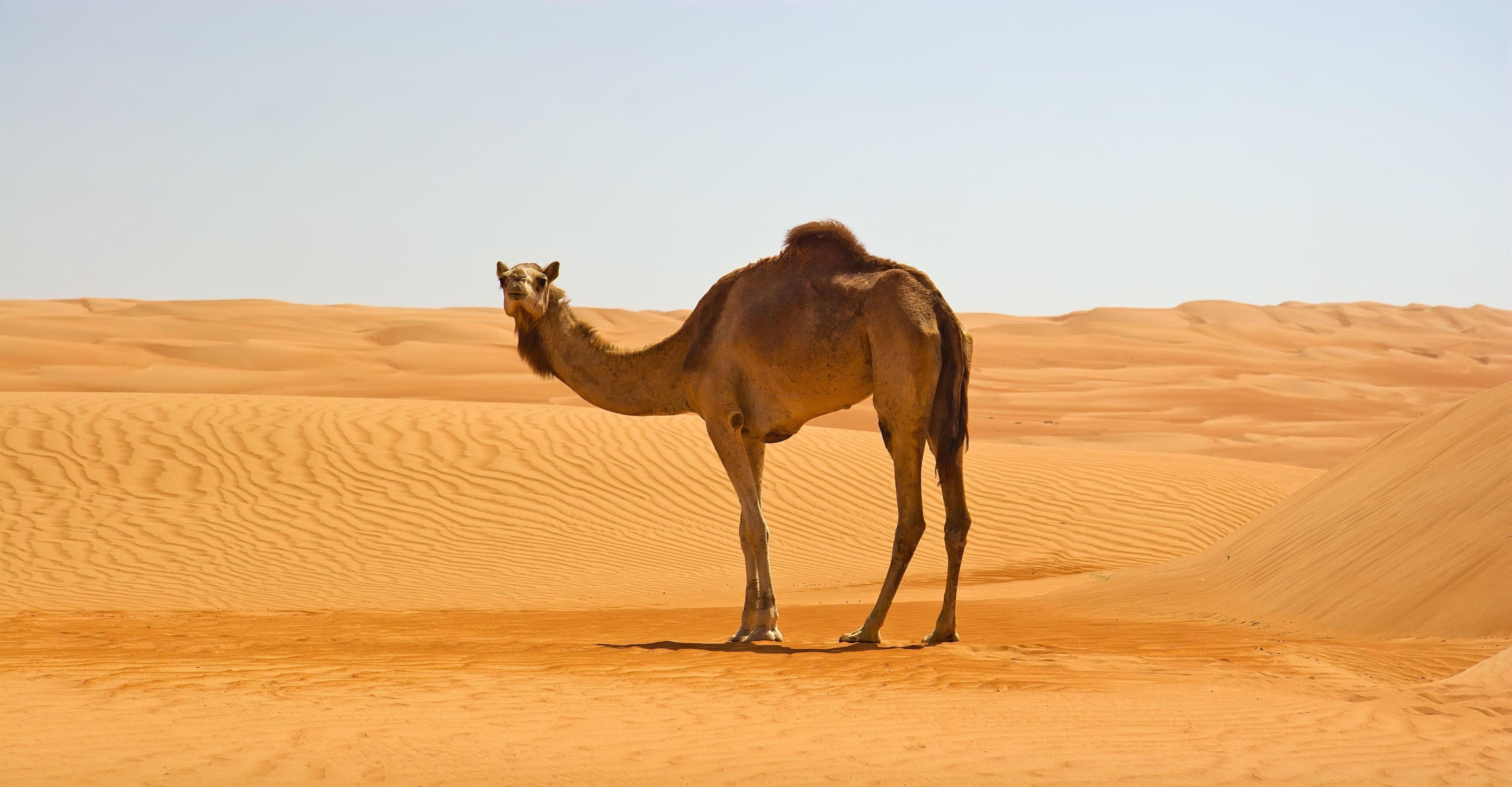 Camel Full Hd Wallpaper 3840x1999