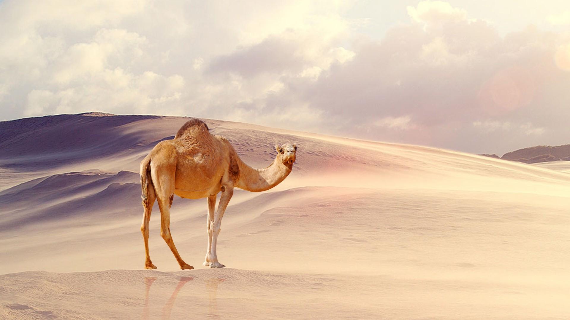Camel Hd Wallpaper 1920x1080