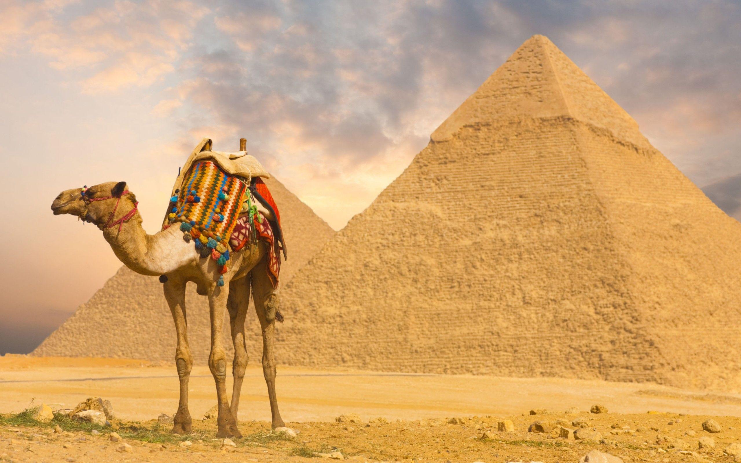 Camel Hd Wallpapers 4k 2560x1600