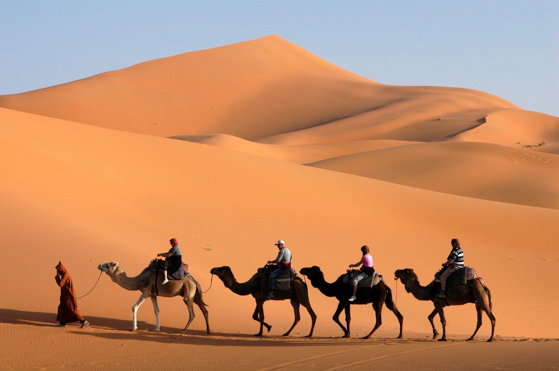 Camel Images Hd Wallpaper 1920x1277