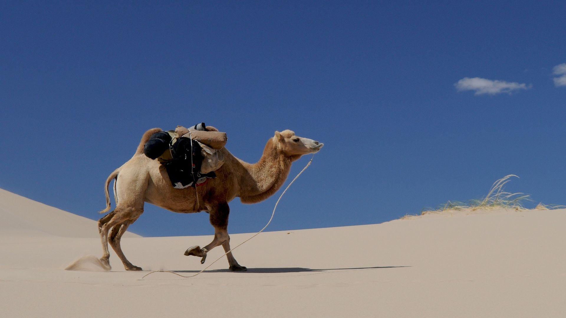 Camel Wallpaper Full Hd 1920x1080