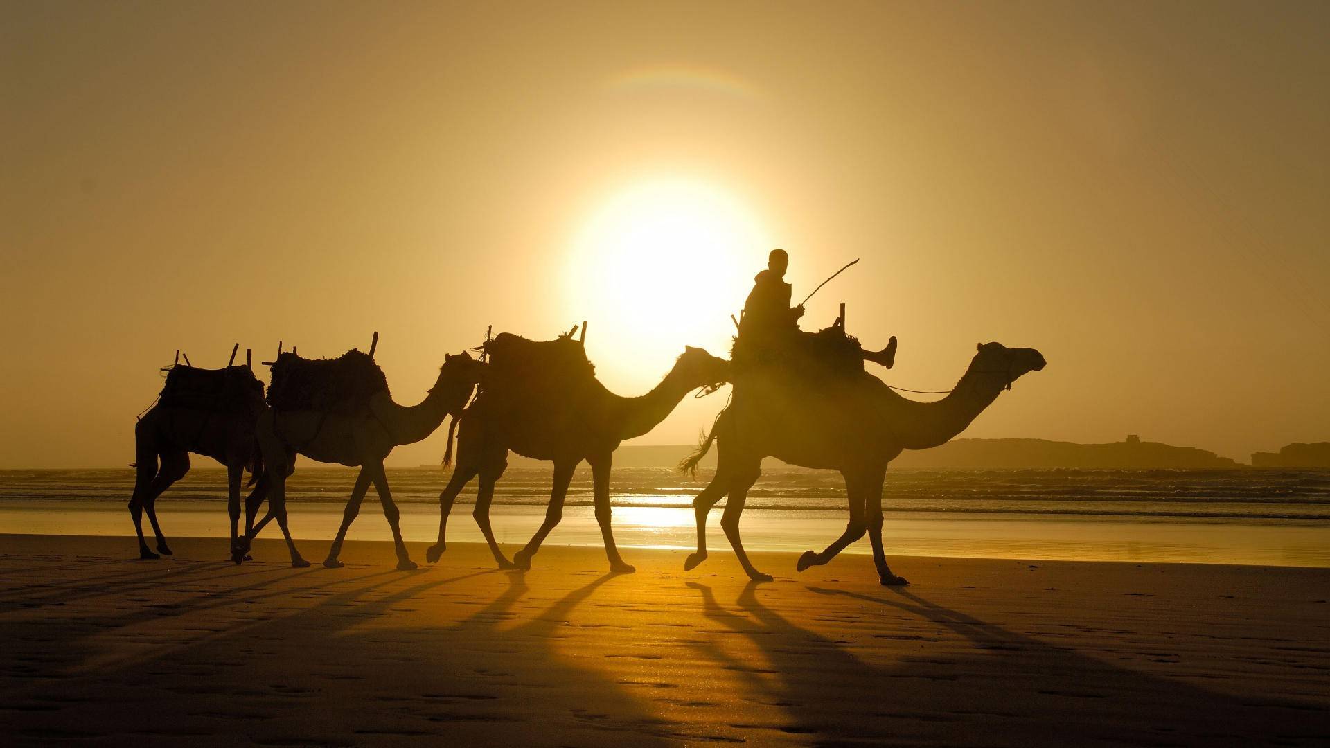 Camel Wallpaper Hd 1920x1080