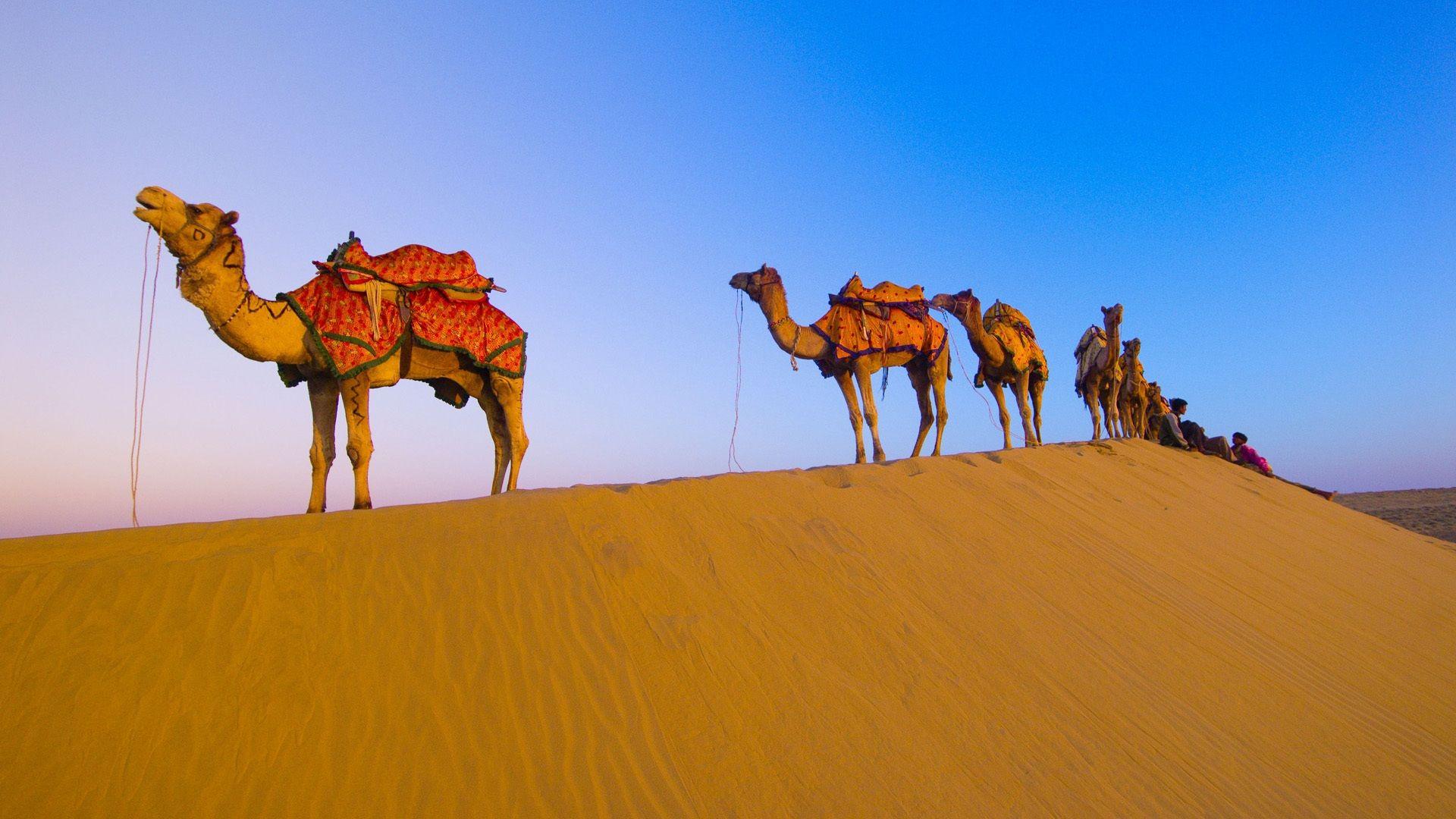Camel Wallpaper Hd 4k 1920x1080