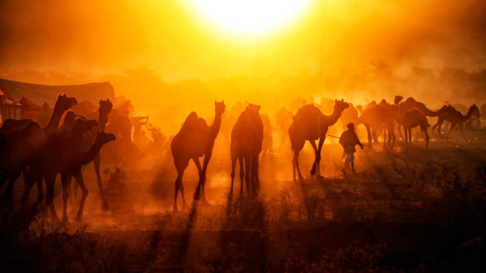 Camel Wallpaper Hd 4k Somalia 1920x1080