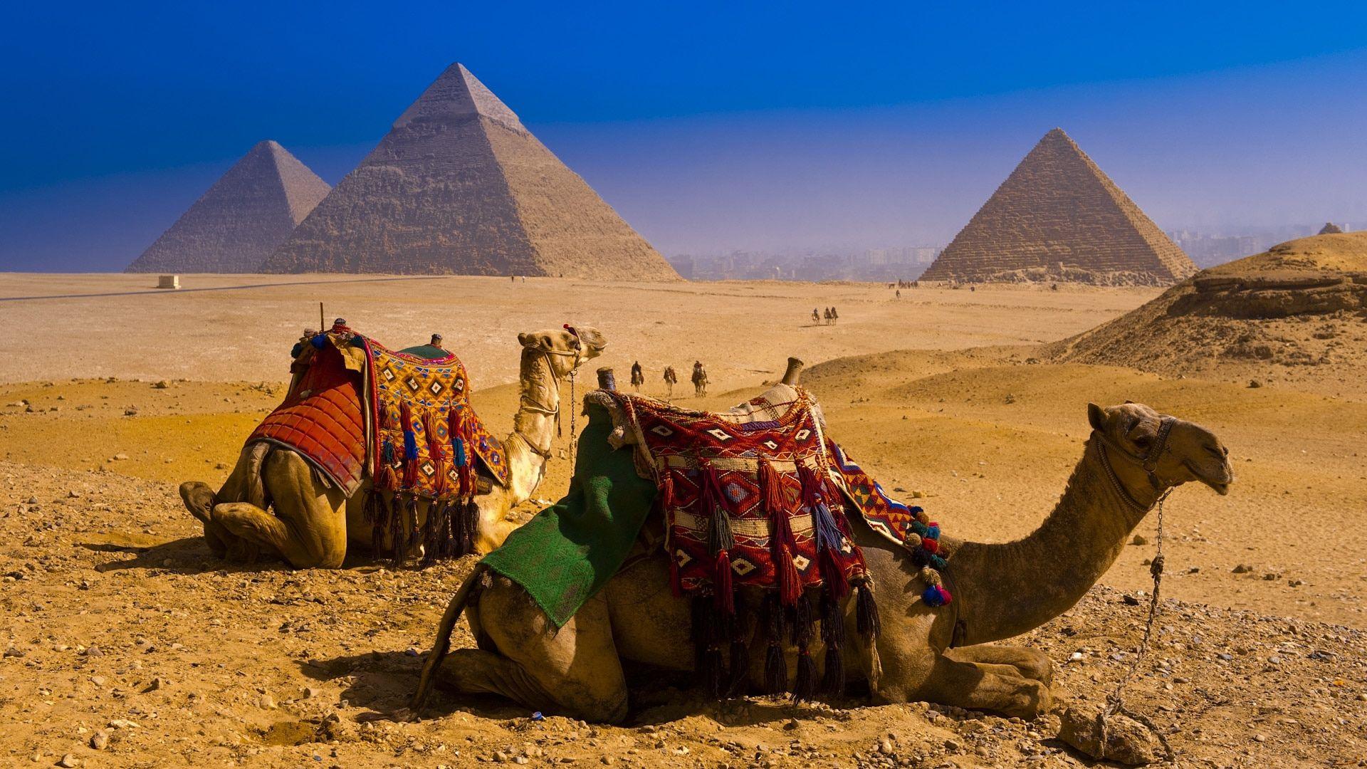 Camel Wallpaper Hd Free Download 1920x1080