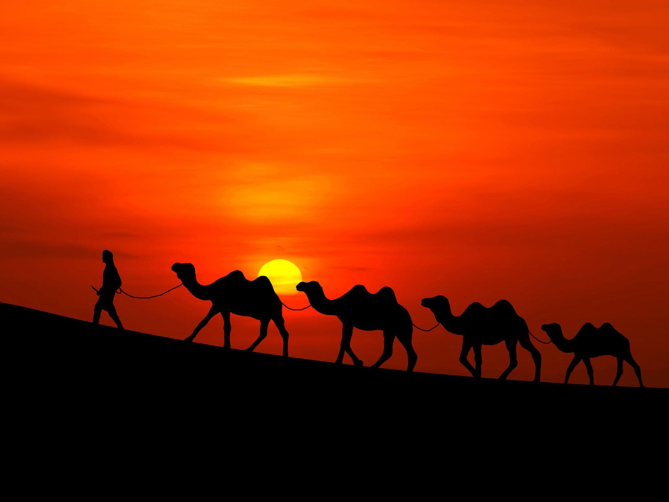 Camel Wallpaper Hd Free For Pc 2160x1622