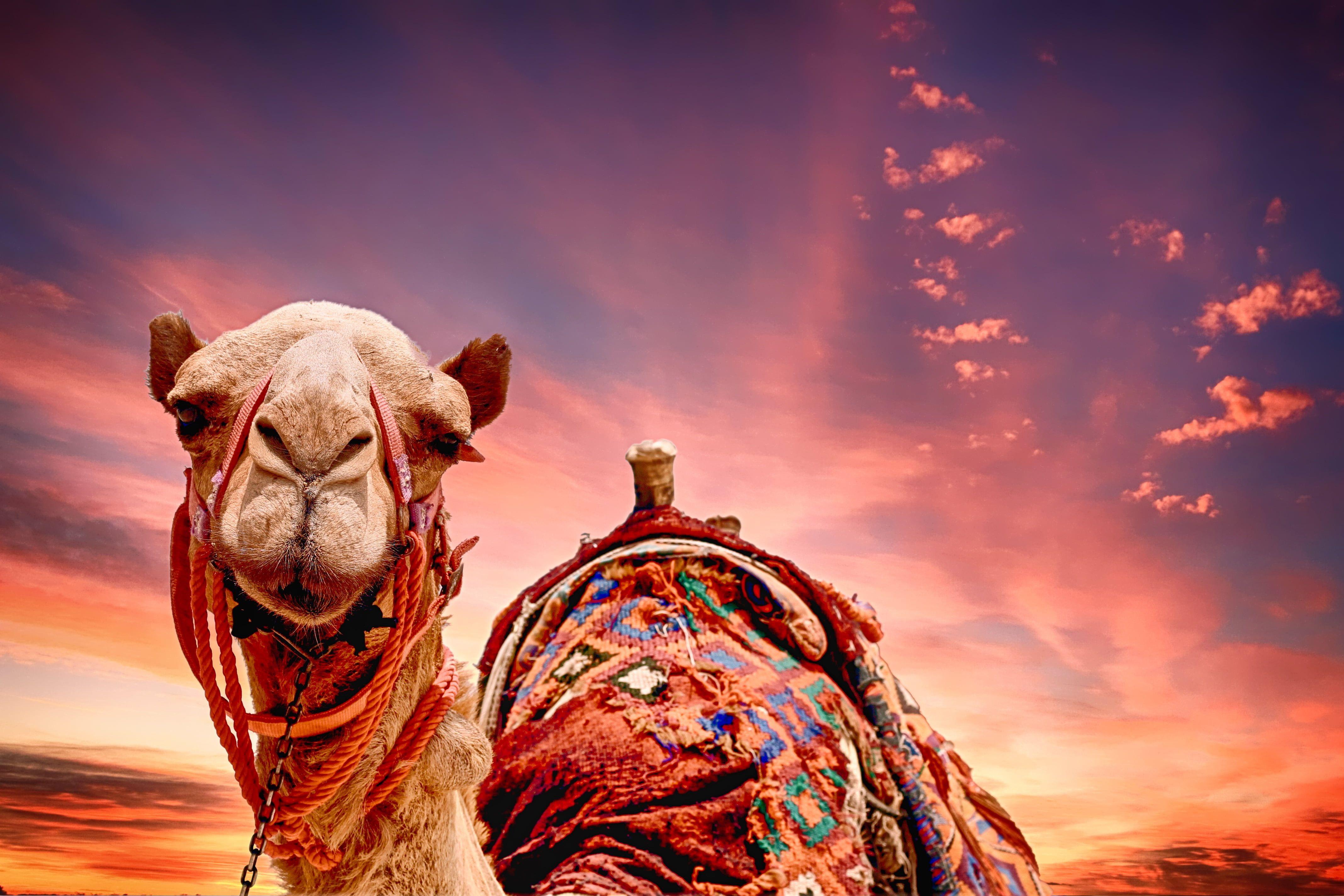 Camels Hd Wallpapers Full Hd Free 4272x2848