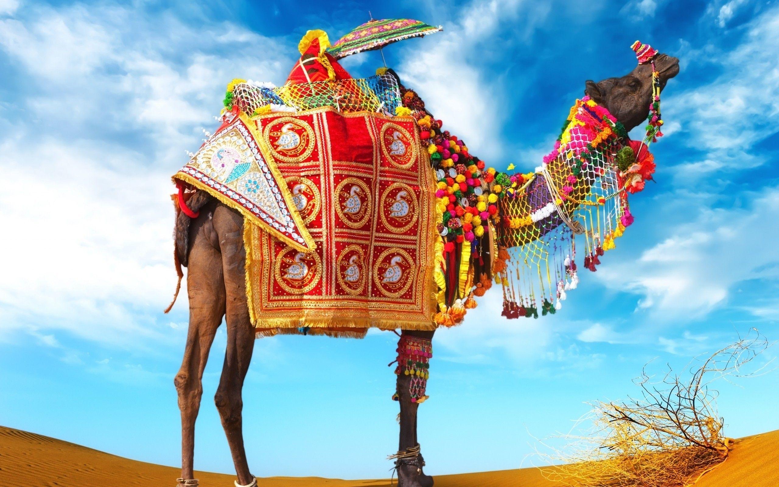 Colorful Sunglassed Camel Wallpaper Hd 2560x1600