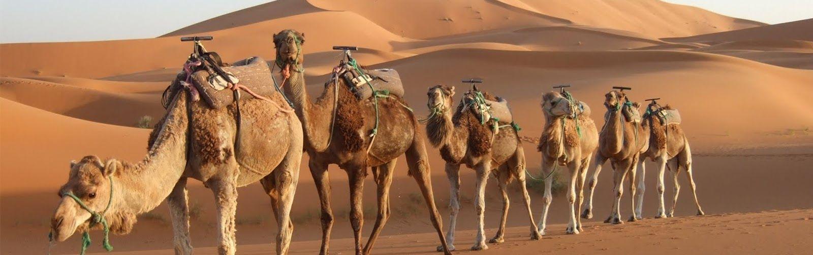 Desert With Camel Hd Wallpaper 1600x503