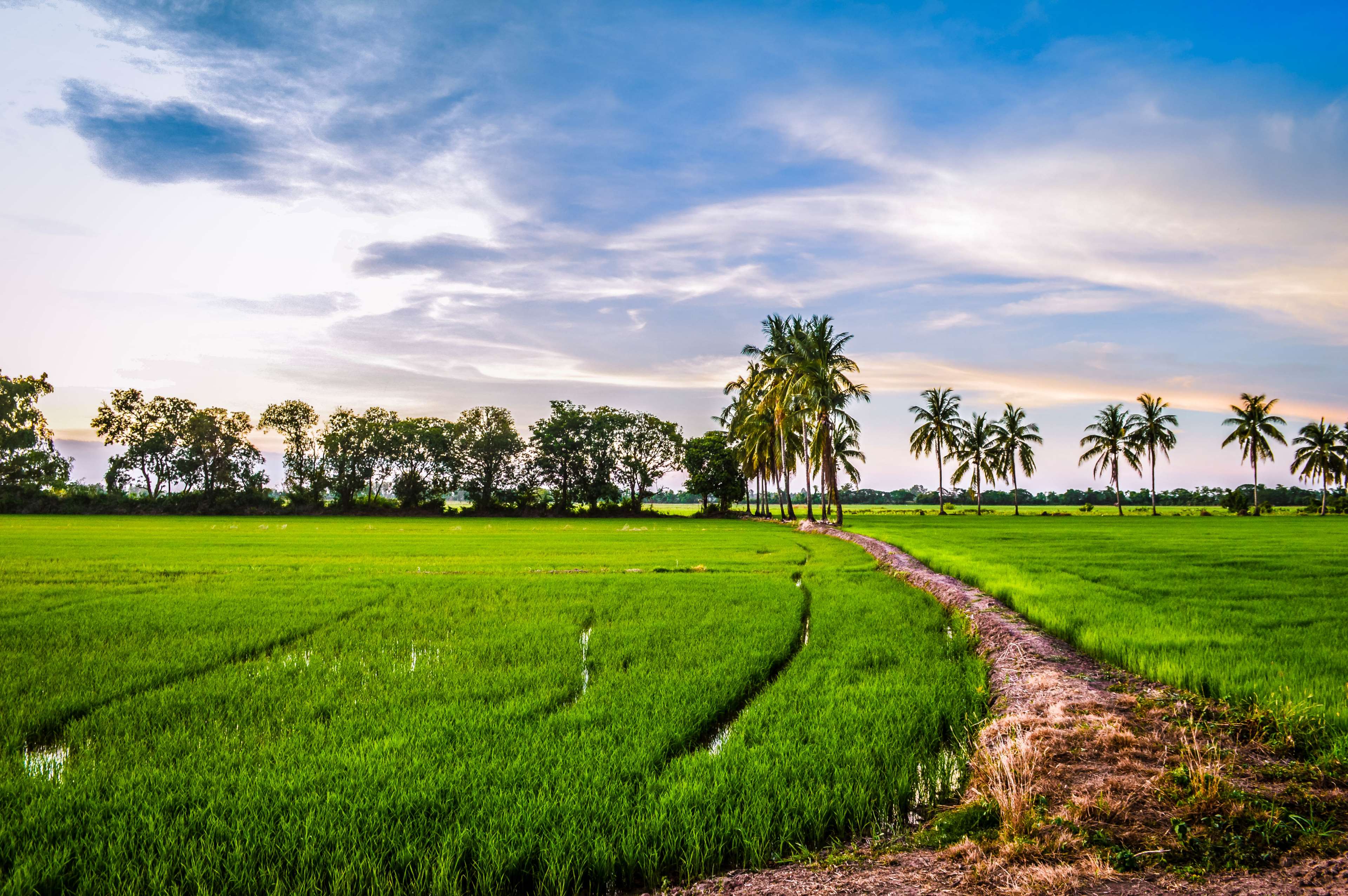 Green Rice Field Wallpaper 3840x2553