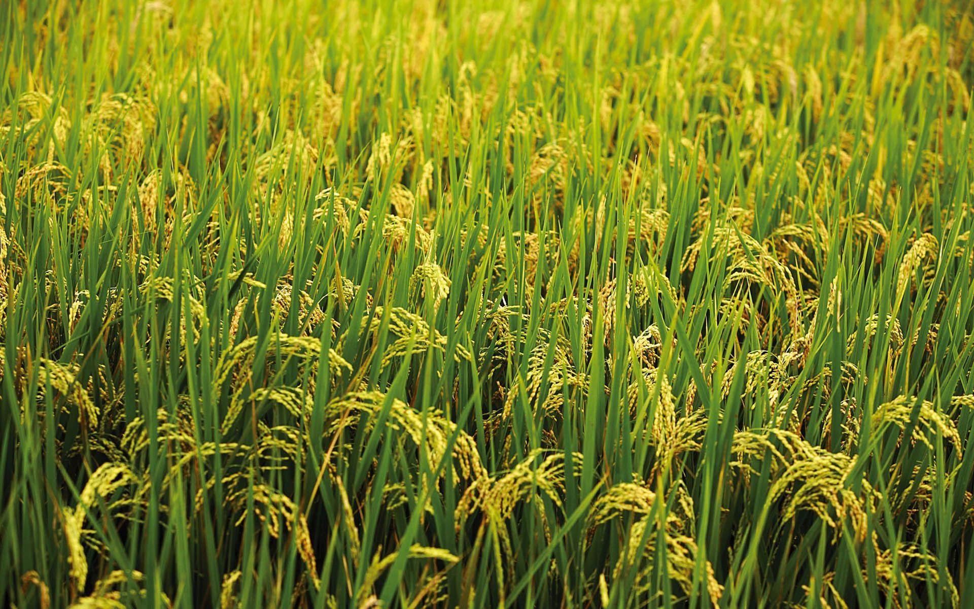 High Resolution Rice Field Wallpaper 1920x1200