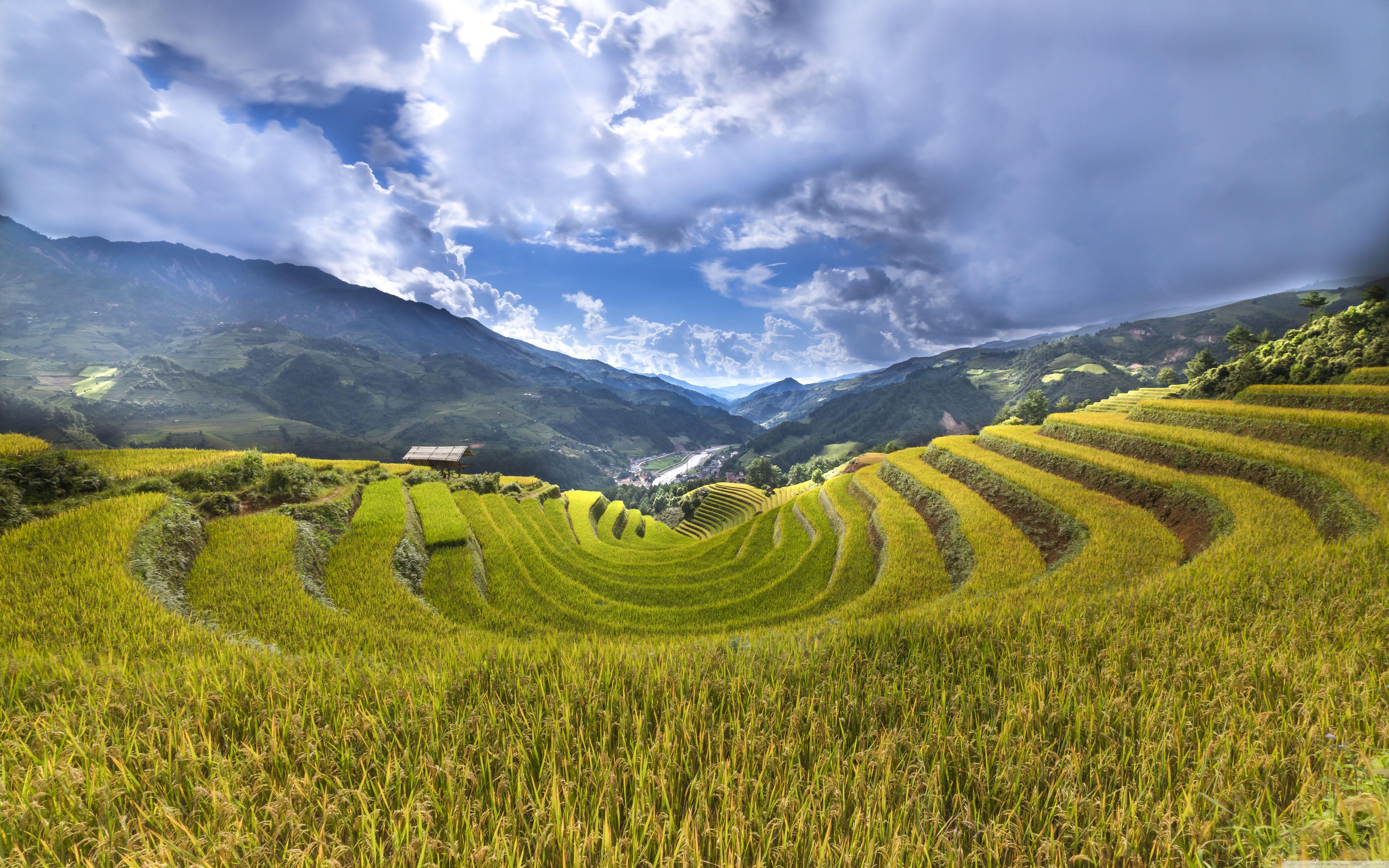 Indonesia Rice Field Wallpaper 5120x3200
