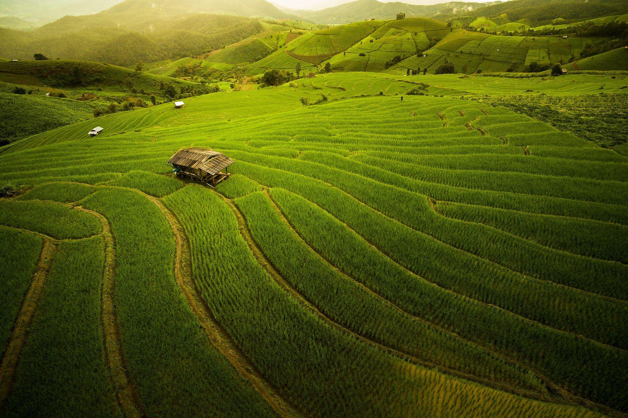 Rice Field Hd Wallpaper Download 2000x1334