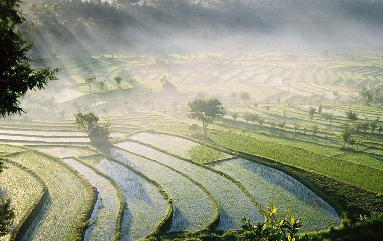 Rice Field Wallpaper 1280x804