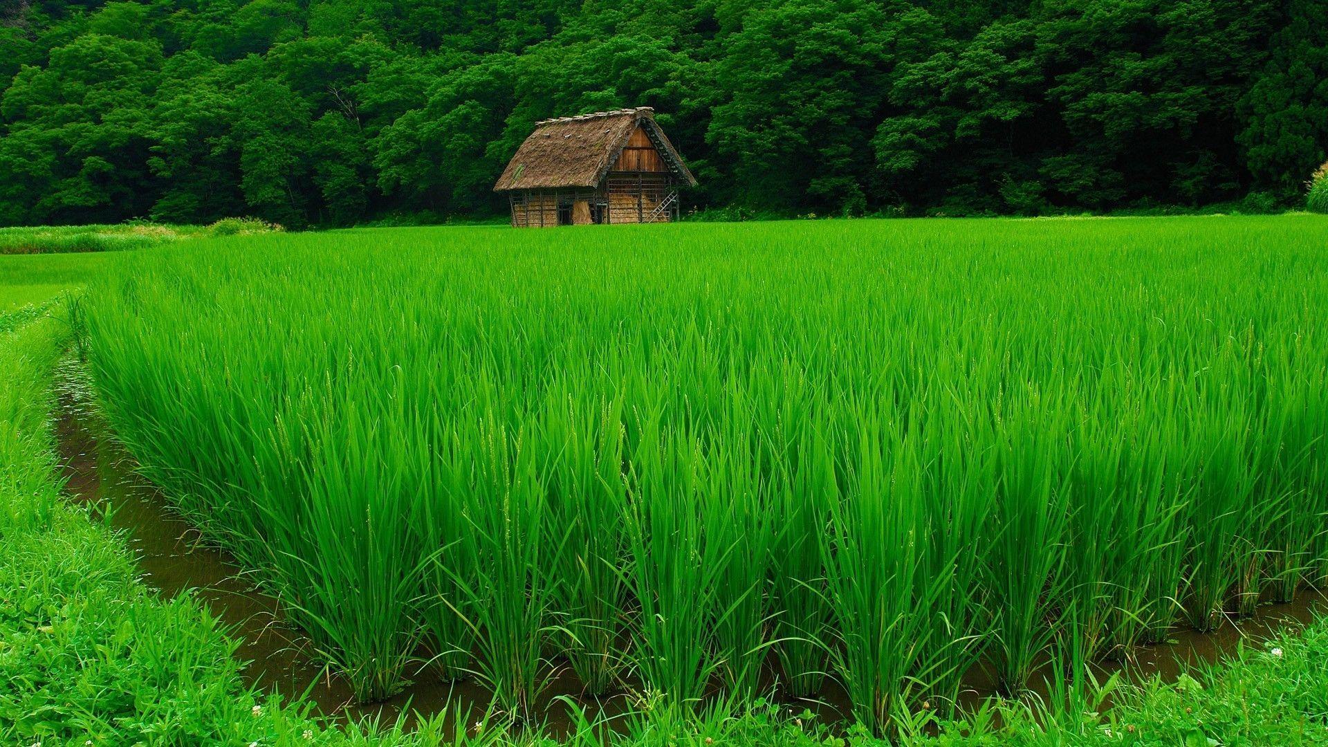 Rice Field Wallpaper Hd 1920x1080