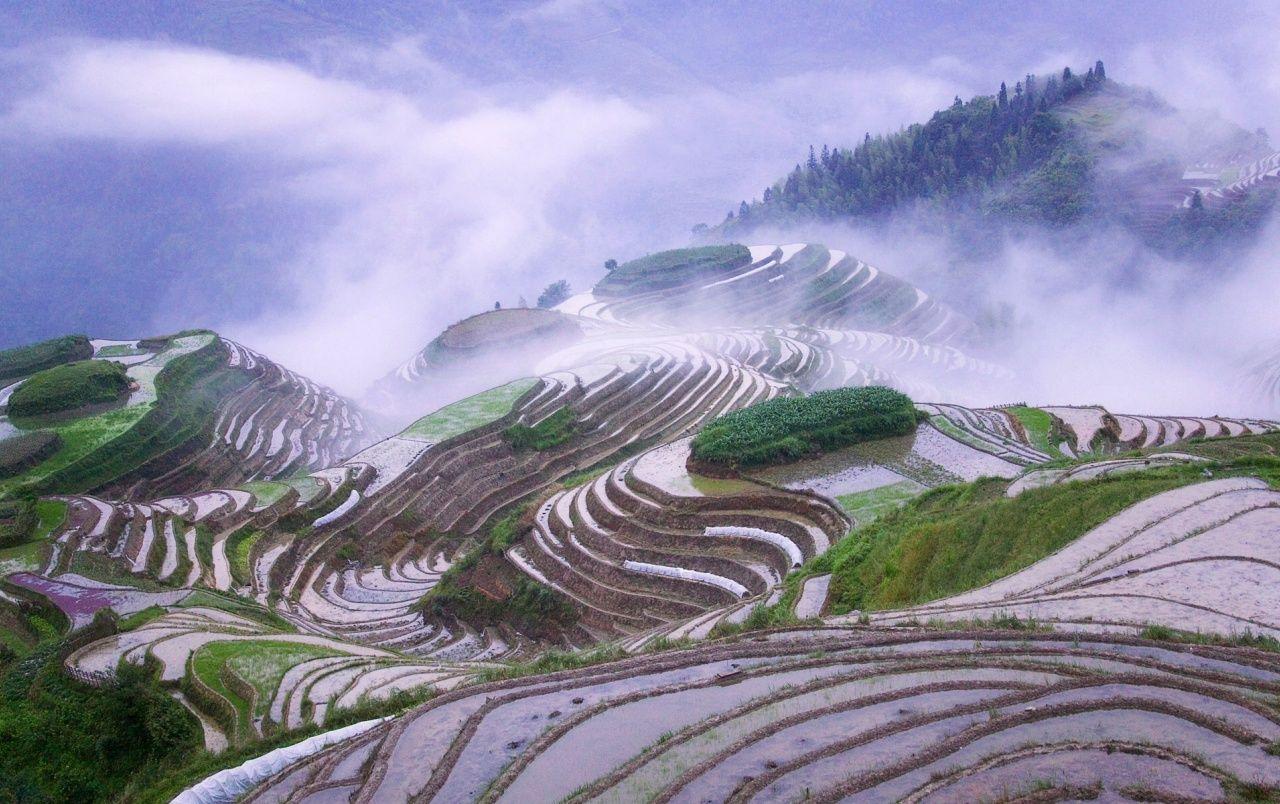 Rice Fields Mist Wallpaper 1280x804