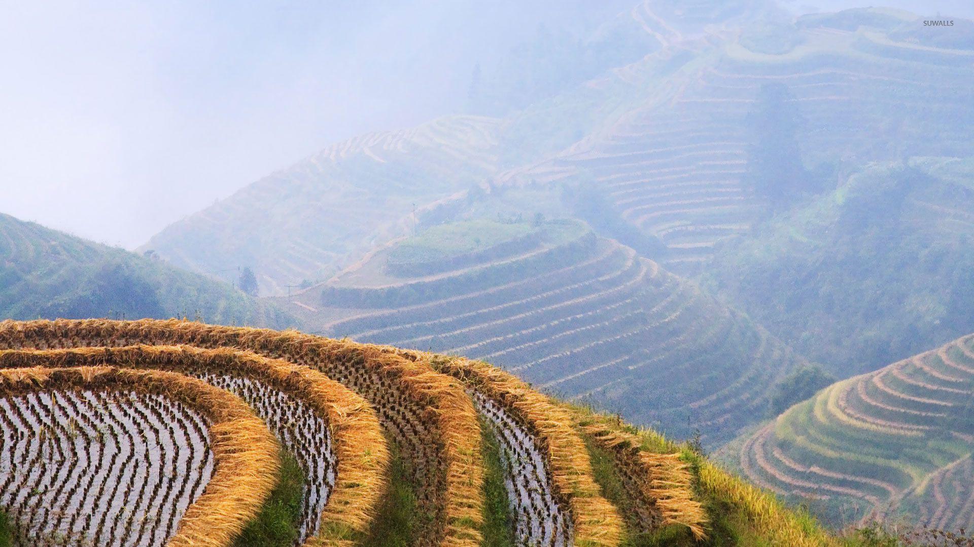 Terraced Rice Fields Hd Wallpaper 1920x1080