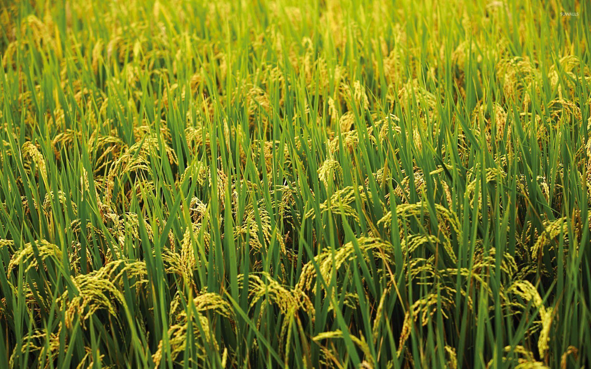 Thailand Rice Field Wallpaper 1920x1200