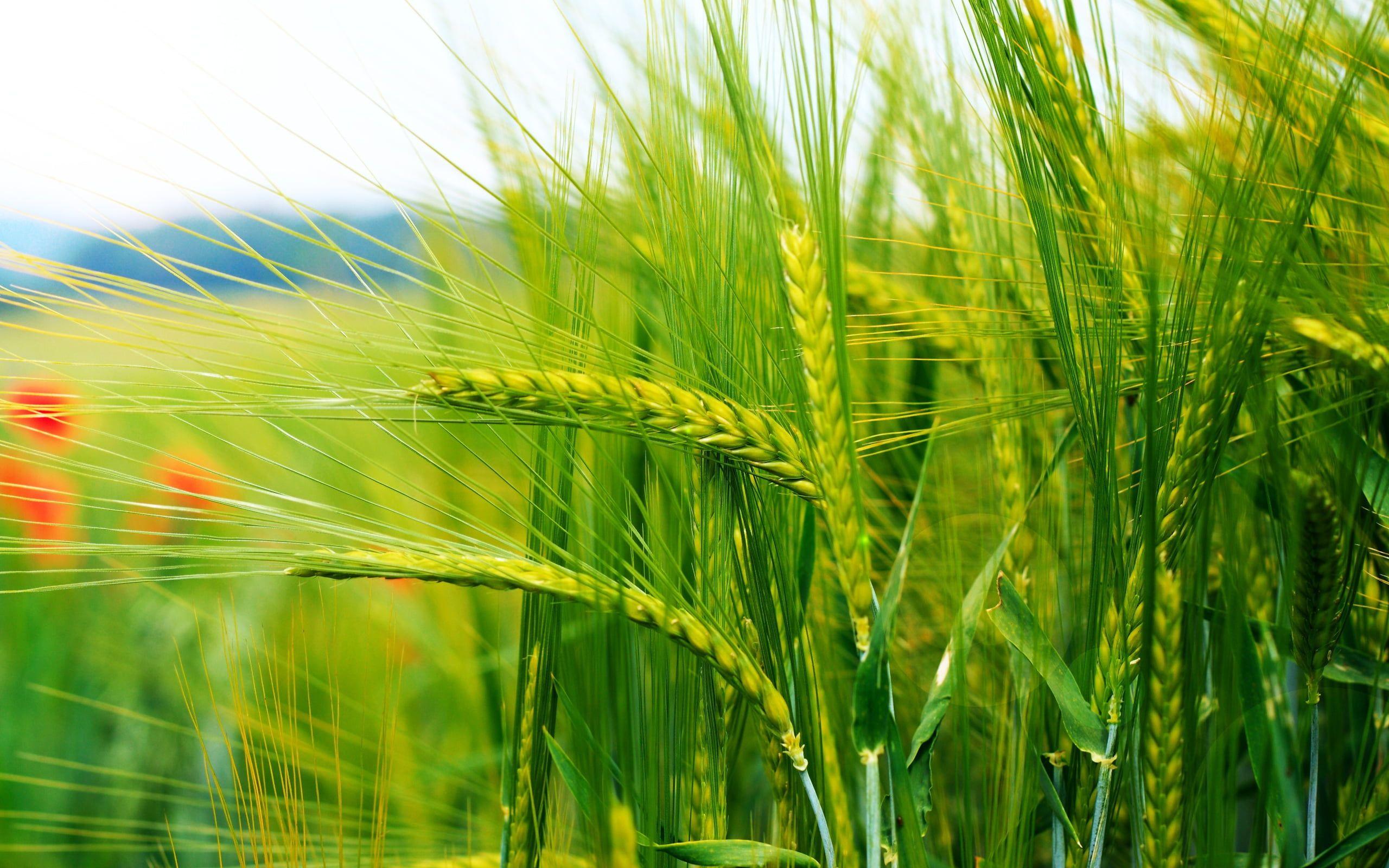 Thailand Rice Fields Wallpaper 2560x1600