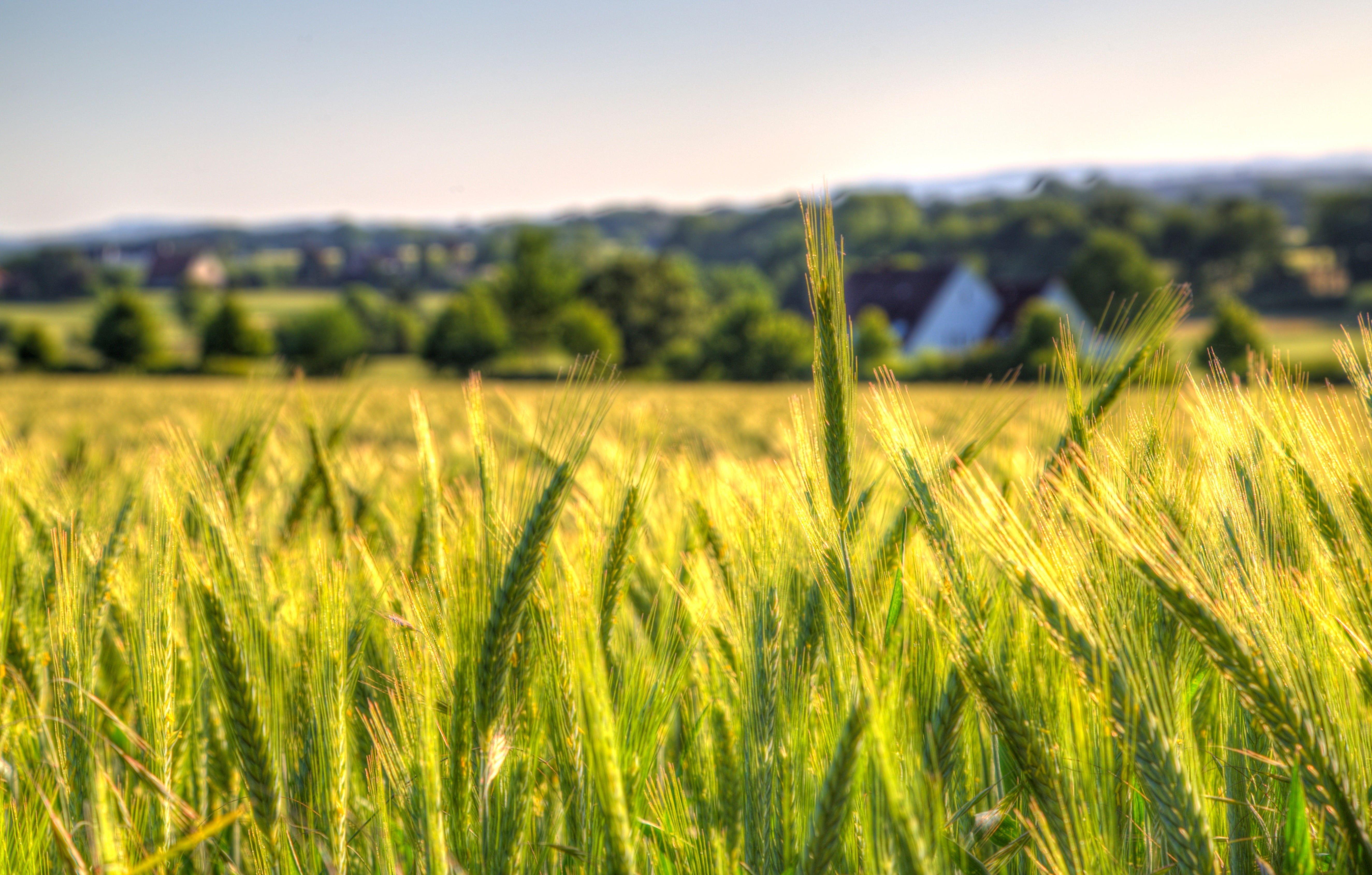 Wallpaper Rice Field 5299x3379