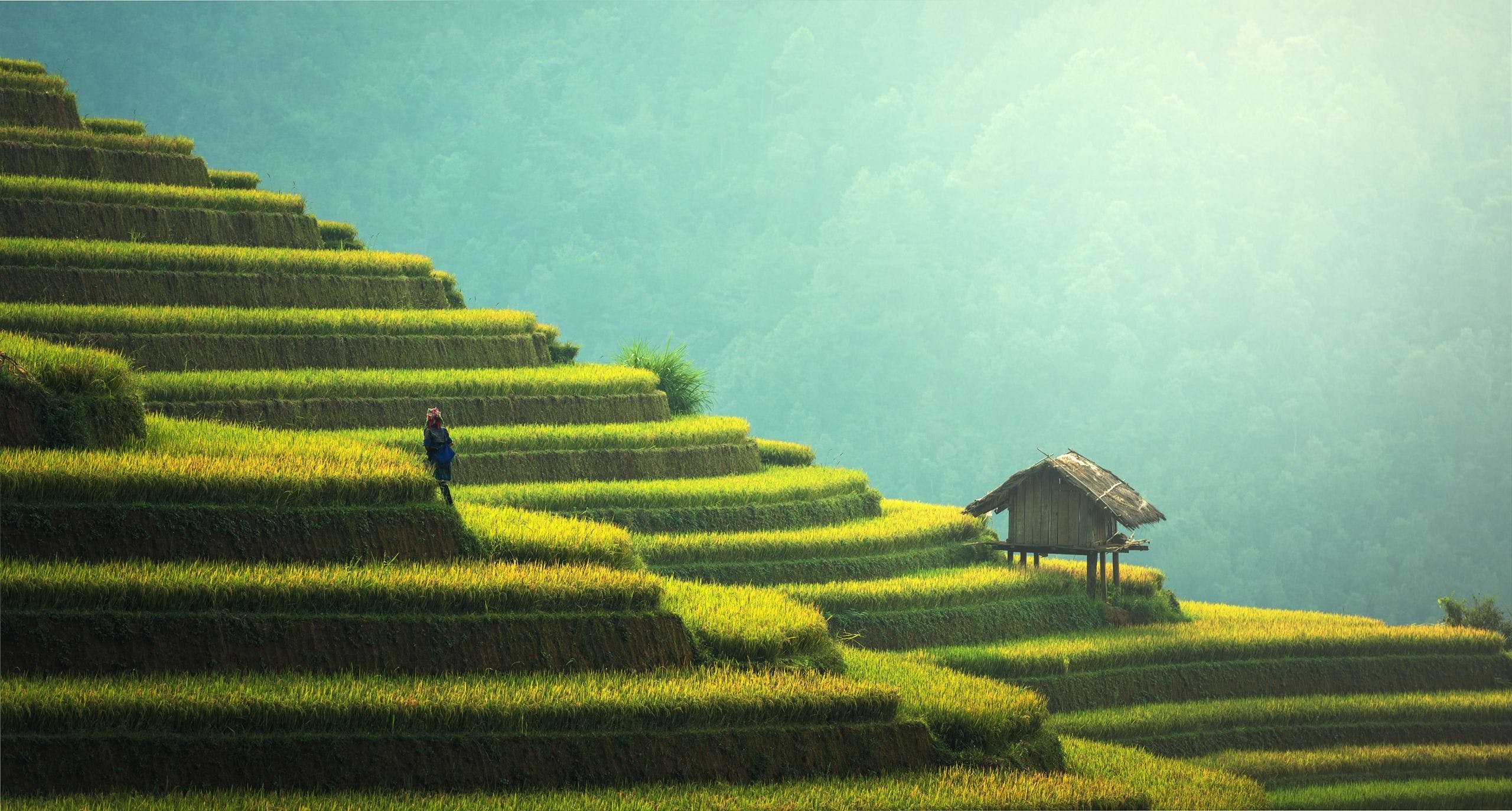 Welcome To The Rice Fields Wallpaper 2560x1374