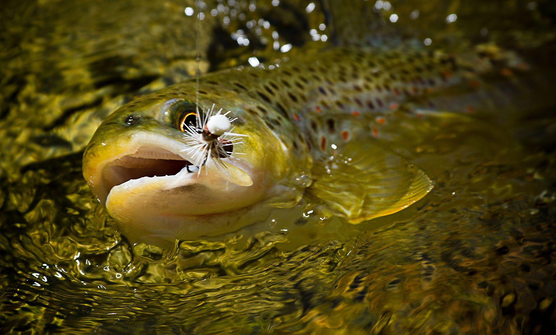 Fly Fishing Live Wallpaper 1920x1157