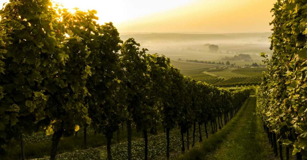 Green Vine Wallpapers