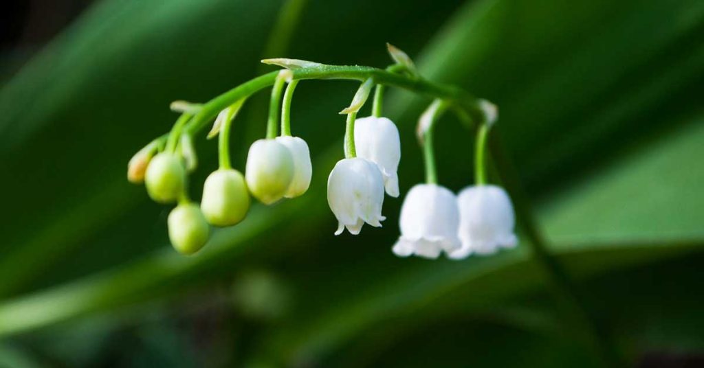 Lily of the Valley Wallpapers