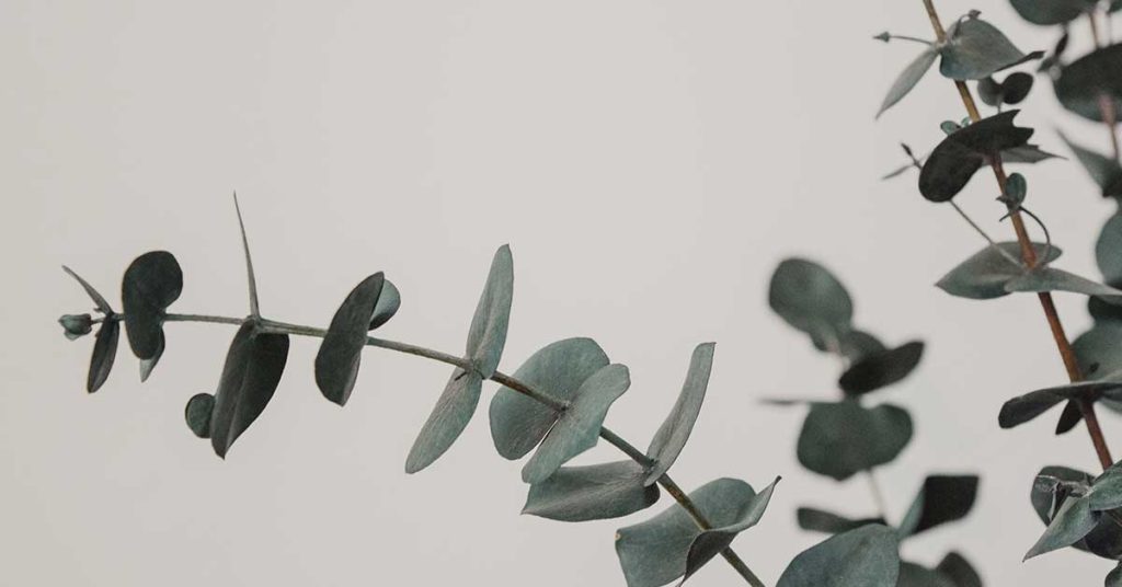 Eucalyptus Wallpapers