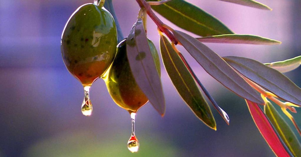 Olive Branch Wallpapers