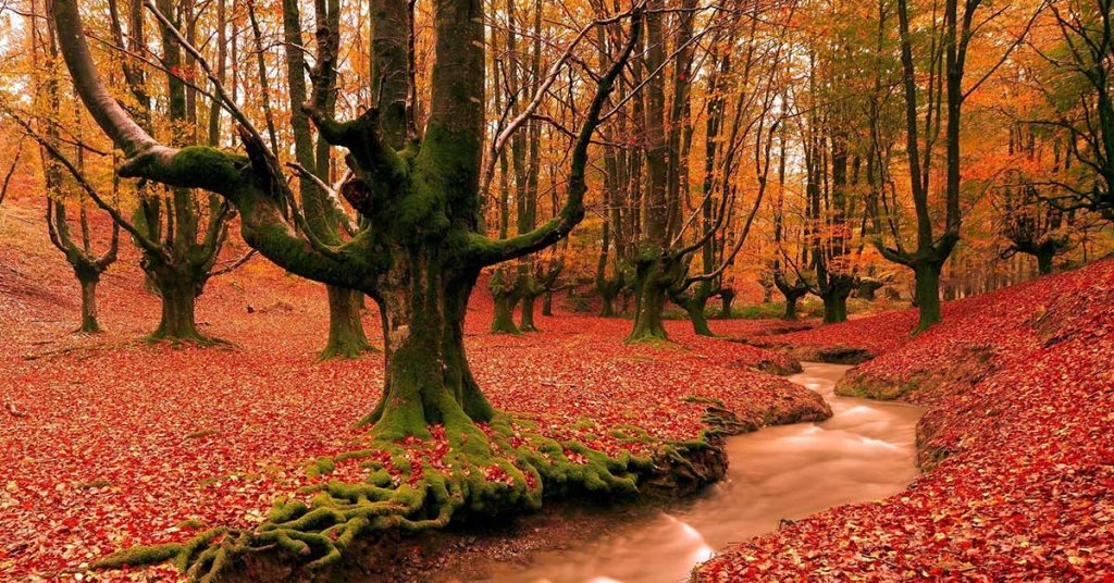 Fall Season Wallpapers