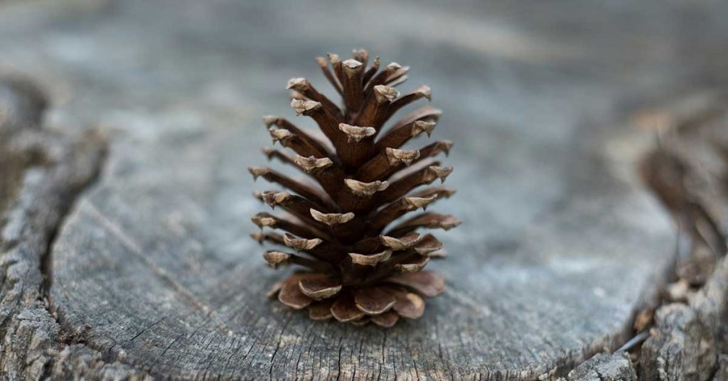 Pinecone Wallpapers