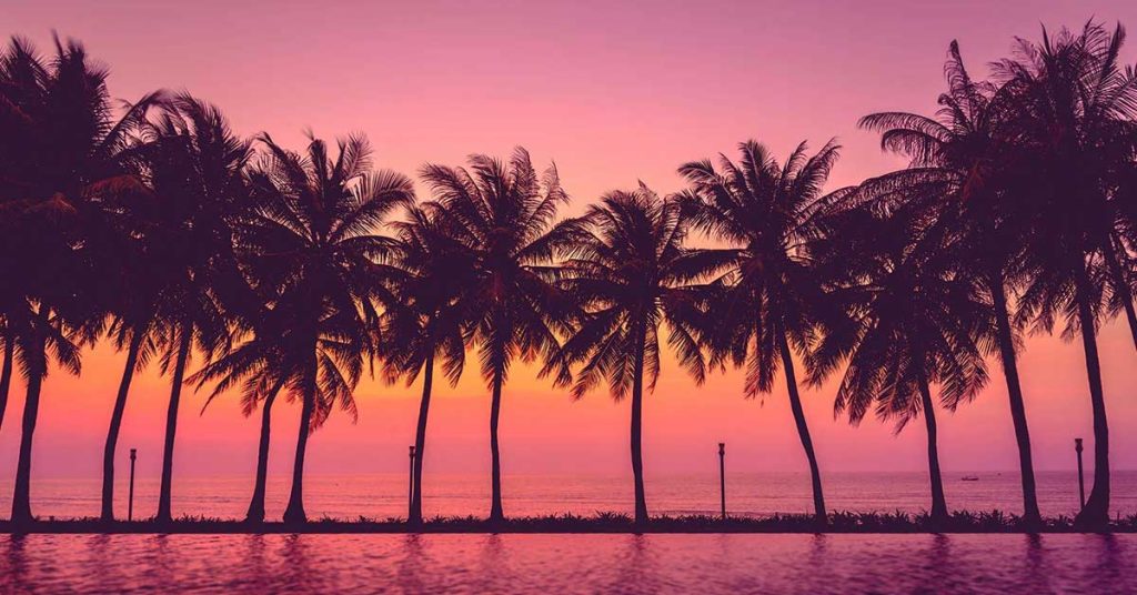 Pink Palm Tree Wallpapers