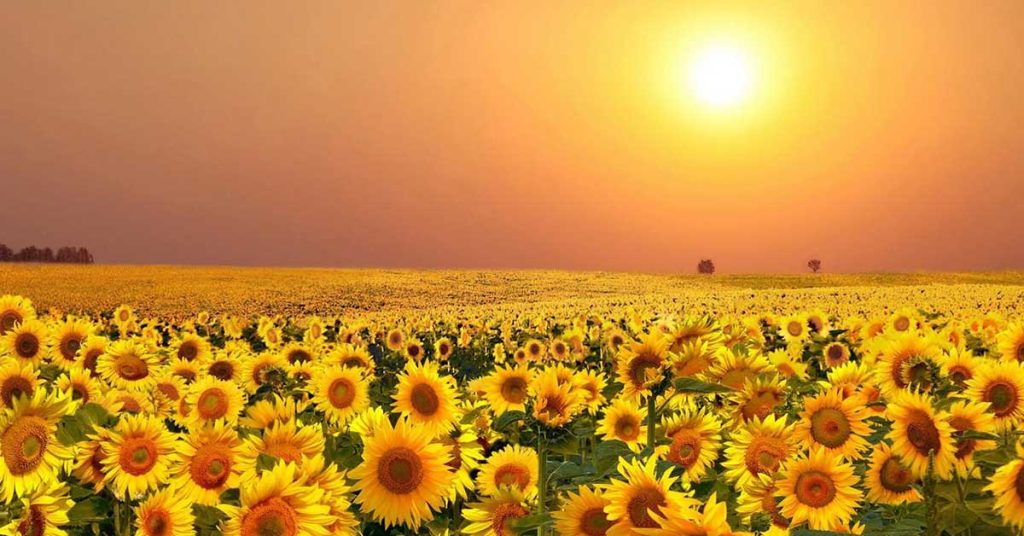 Summer Season Wallpapers