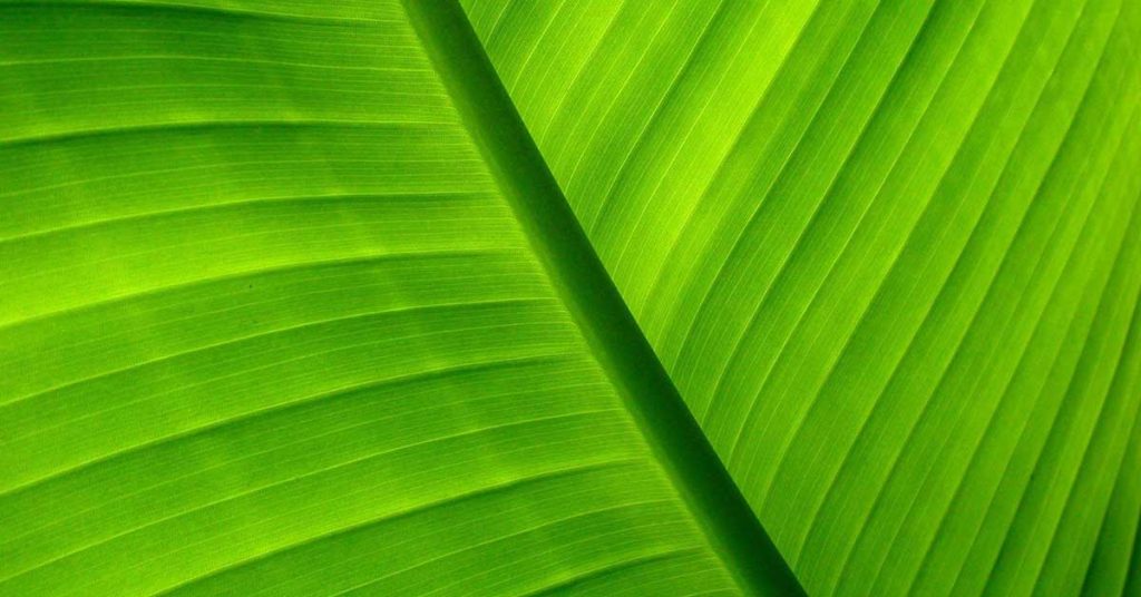 Tropical Leaf Wallpapers