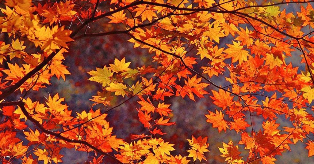 Fall Foliage Wallpapers