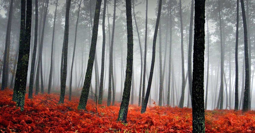 Misty Forest Wallpapers