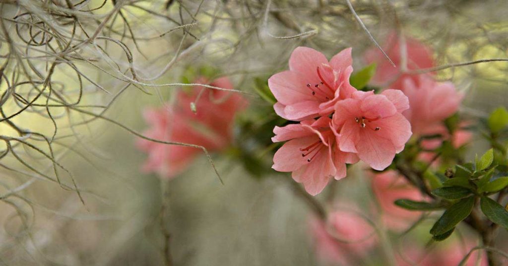 Spring Scenes Wallpapers