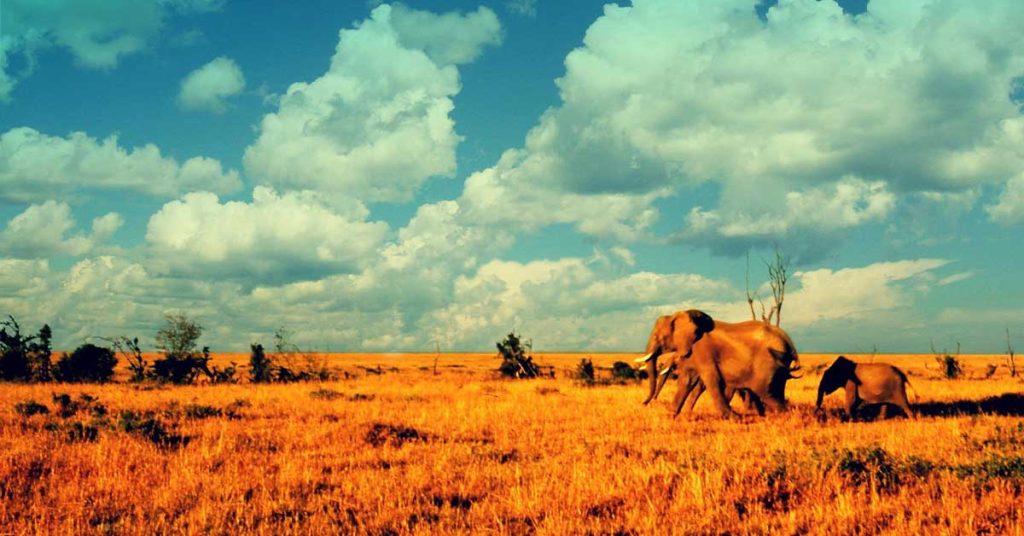 Savannah Wallpapers