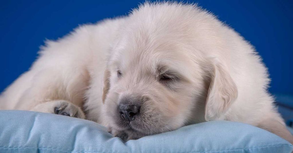 Blue Dog Wallpapers