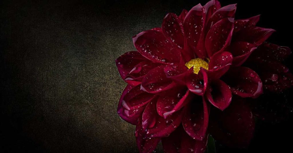 Black Dahlia Flower Wallpapers