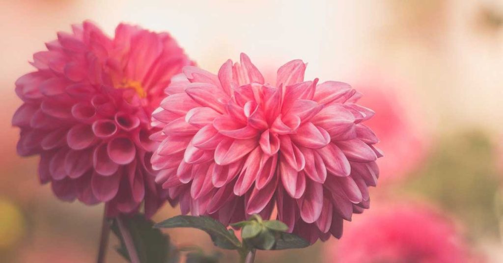 Dahlia Wallpapers