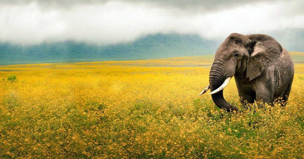 Cute Elephant Wallpapers