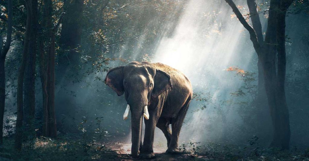 Elephant HD Wallpapers
