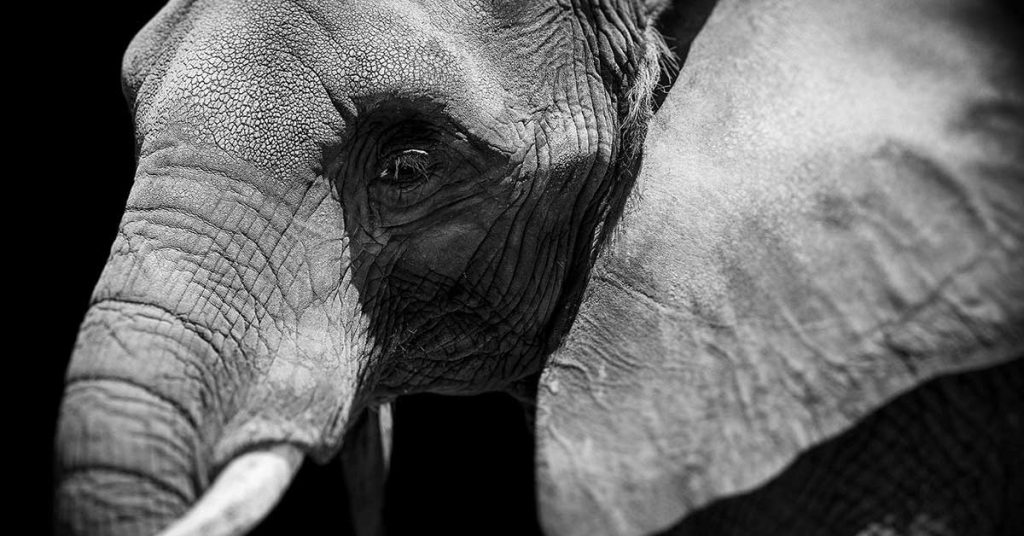 Elephant iPhone Wallpapers