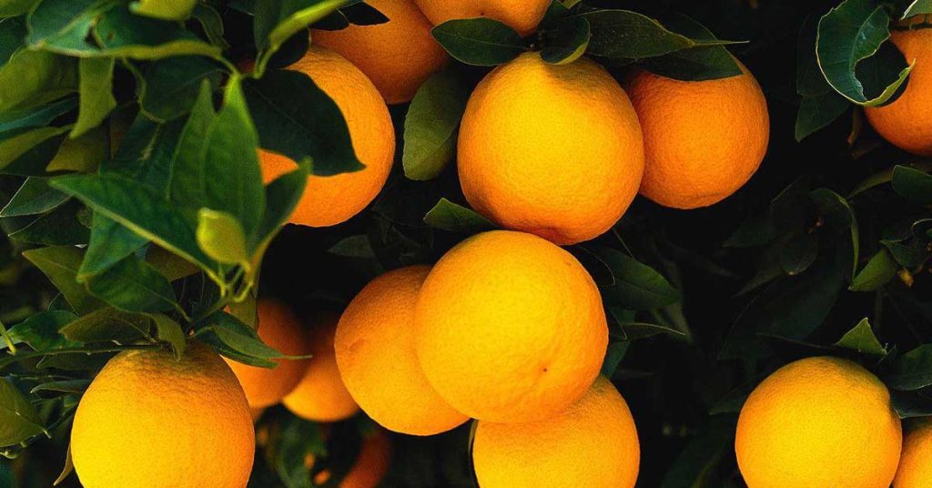 Orange Tree Wallpapers
