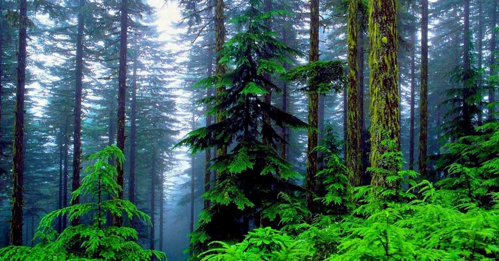 Pine Tree Wallpapers