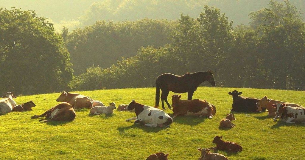 Farm Animals Wallpapers