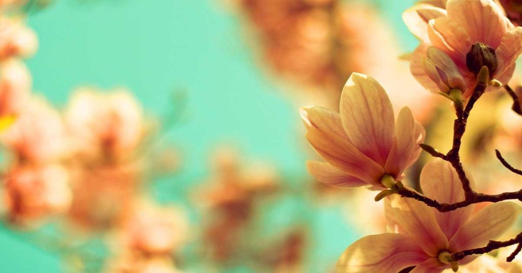 Magnolia Flower Wallpapers