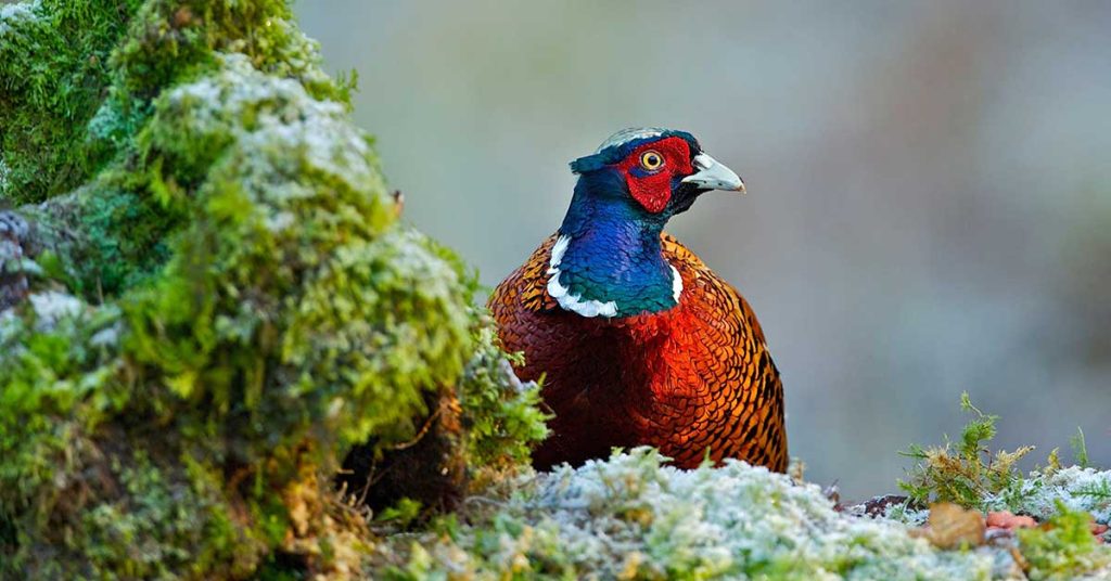 Pheasant Wallpapers